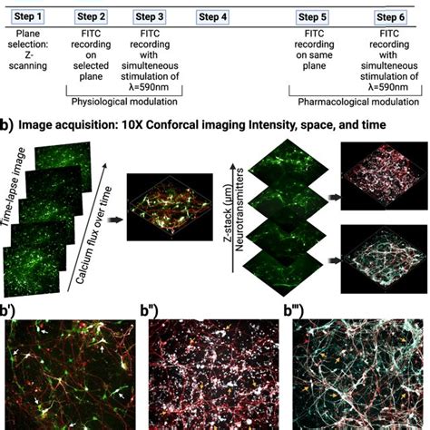 Schematic For The Biofabrication Of Functional 3d Gel Based Neural Download Scientific Diagram