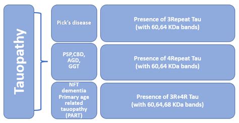 Molecular Classification Of Primary Tauopathy Tauopathies Are Divided