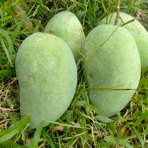 Online Mangoes Multan