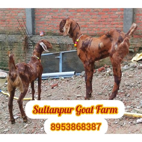 Brown Sirohi Female Goats Milk Weight 15 At Rs 3000number In