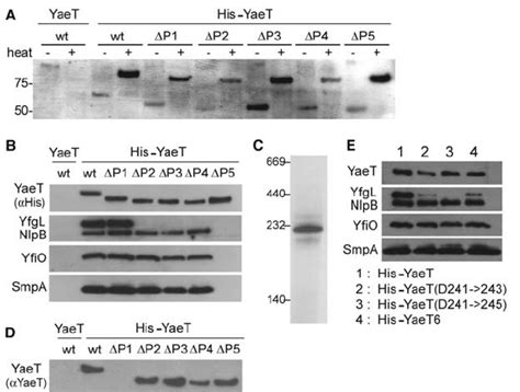 A SDS PAGE Analysis Of YaeT Wild Type Wt And Deletion Mutants