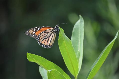 Climate Change Impacts on Monarch Butterfly Migration and Survival ...