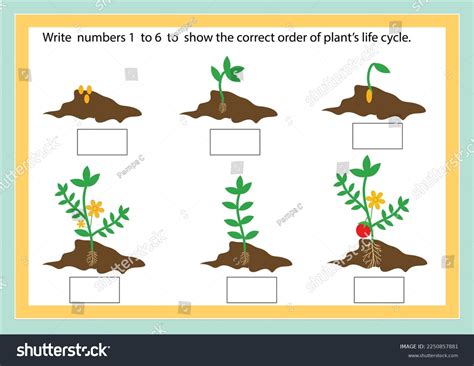 plants life cycle worksheet plant stage stock vector royalty