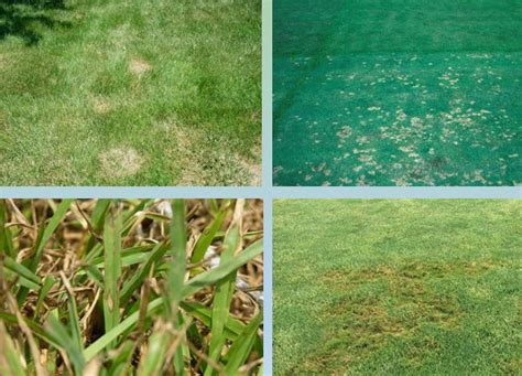 How To Fix Brown Spots In Your Lawn