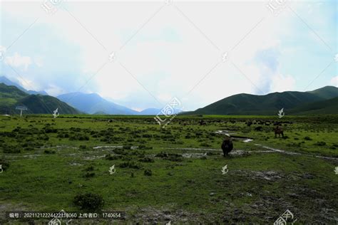 青海草原牧场牦牛草原风光自然风景摄影素材汇图网