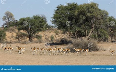 Springbok Antelope Herd - Kalahari Desert Stock Video - Video of ...