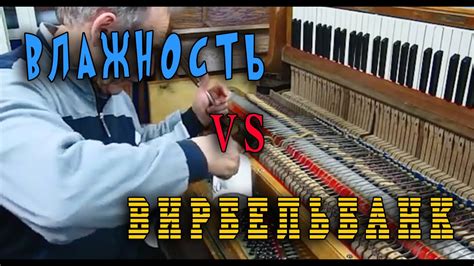 Как вирбельбанк реагирует на влажность - YouTube