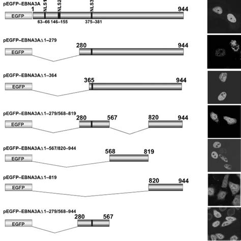 Schematic Representation Of Egfp Ebna3a Fusion Constructs And Their