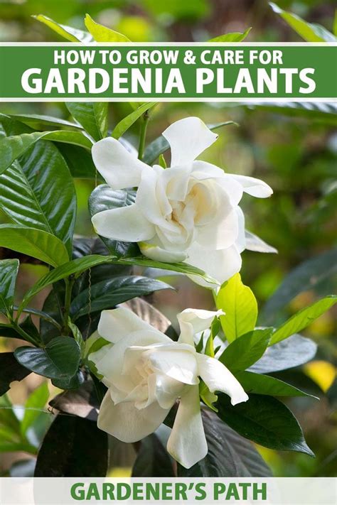 How To Grow And Care For Gardenias Gardeners Path Gardenia Plant