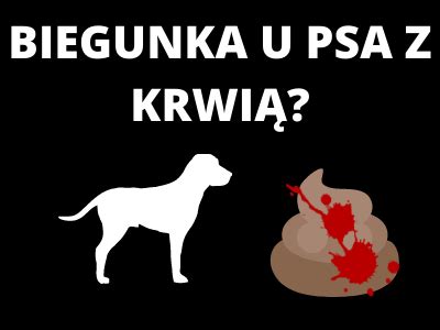 Biegunka u psa z krwią Psy Portal