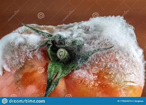 Rotten Tomato With Mold And Fungi And Moss Closeup On A Dark Background