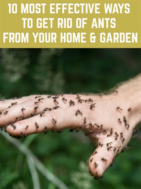 10 Most Effective Ways To Get Rid Of Ants From Your Home And Garden Get Rid Of Ants Rid Of Ants