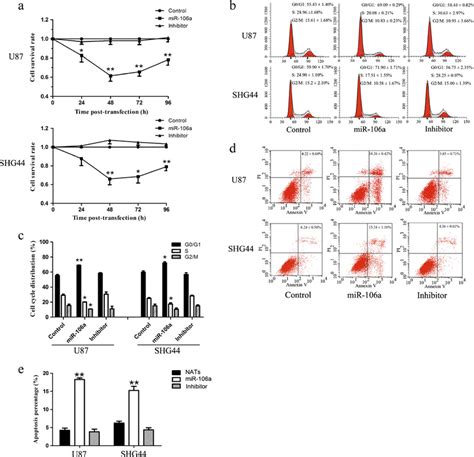 Overexpression Of MiR 106a Inhibits Cellular Proliferation And Induces