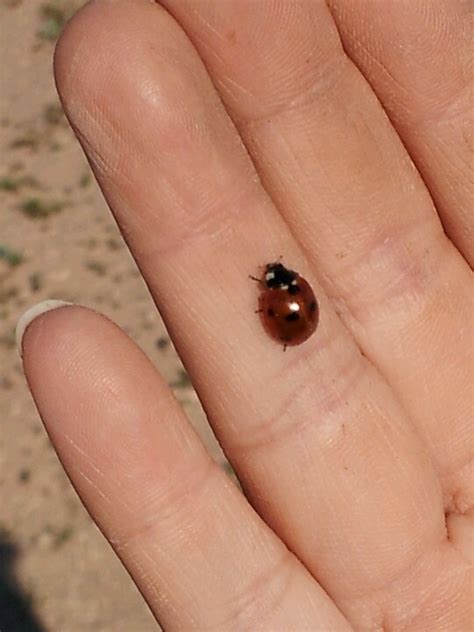 A Ladybug Sitting On The Palm Of Someone S Hand In The Desert