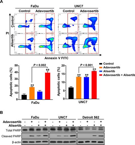 Combined Treatment Of Adavosertib And Alisertib Synergistically