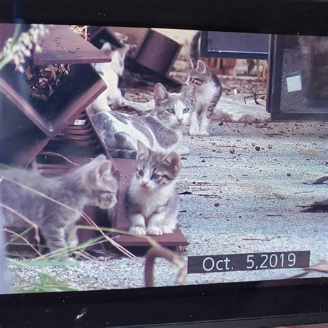 Animal Rescuers From Coast-To-Coast Join Forces To Save One Severely