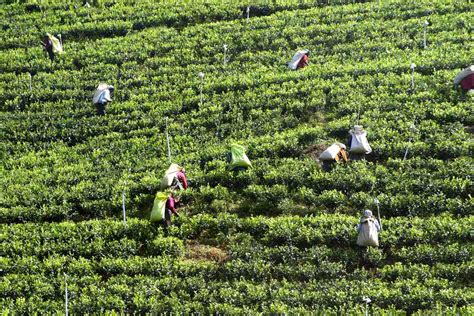 Sri Lanka Tea Plantations