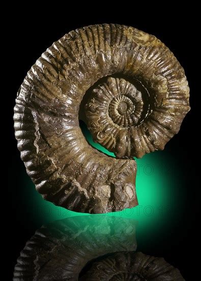 Aberrant Ammonite Photo12 ImageBROKER Phil Degginger