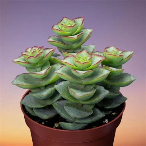 16 Types of Crassula Plant Varieties with Names & Pictures