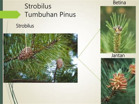 Spermatophyta Ciri Dan Klasifikasi Ppt