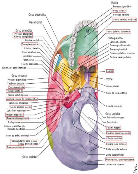 Acidentes Anatomicos Do Cranio - Acidentes Anatomicos Do Cranio - FDPLEARN