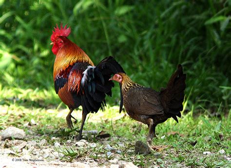 Red jungle fowl - Chicken Wiki