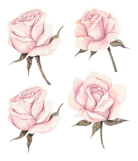 Aquarell Rosa Rosen Clipart Set Premium Vektor