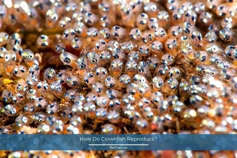 Do Clownfish Lay Eggs? How Many At A Time? - Reef Craze