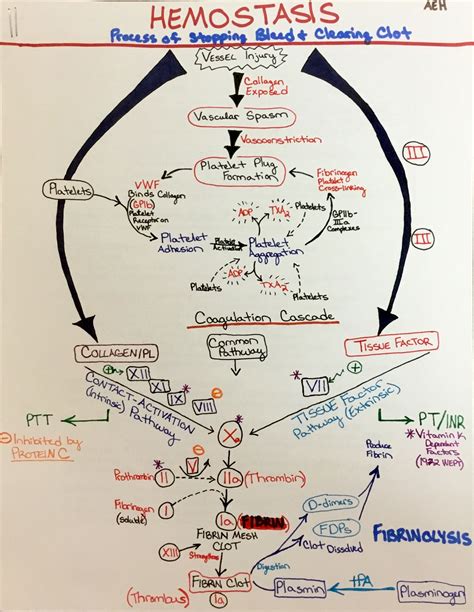 The Hemostasis Pathway | Medical school studying, Medical school ...