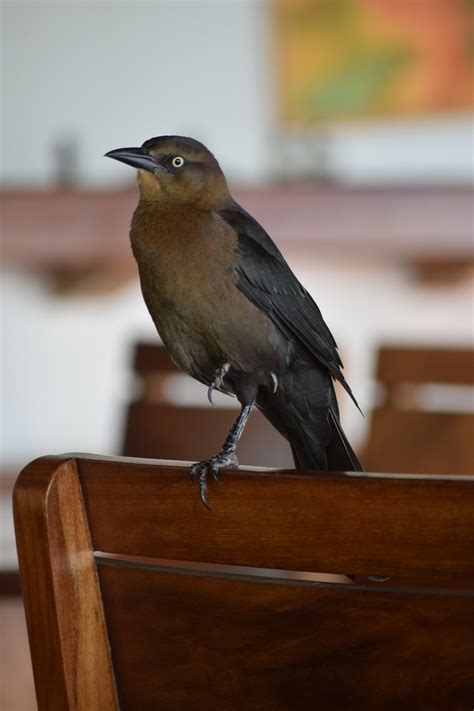 Vogel Grackle Vogelkunde Kostenloses Foto Auf Pixabay Pixabay