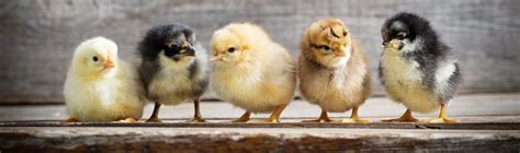 23 Fun Chicken Facts (Backed by Science) | FactRetriever