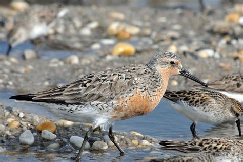 Free Picture Red Knot Bird