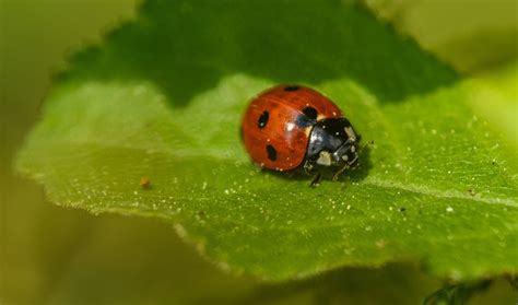 Ladybug Spots Photos, Download The BEST Free Ladybug Spots Stock Photos & HD Images