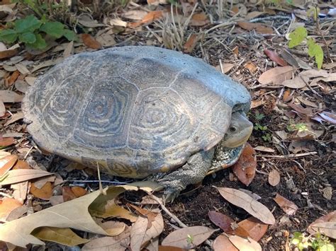 Diamondback Terrapin - Edisto Island Open Land Trust, South Carolina