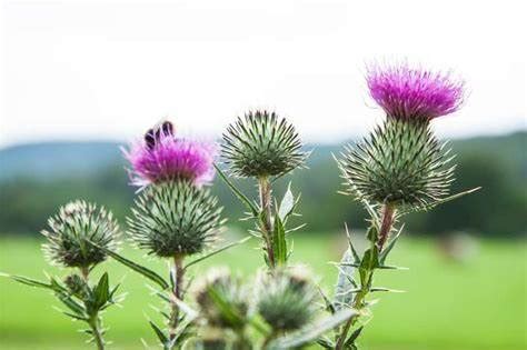 Ostropest naturalny detox i balsam na wątrobę Natura Plus Zdrowie