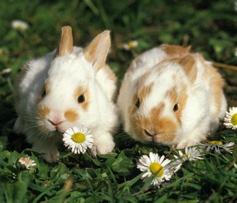 Netherland Dwarf Rabbits Petsie Ireland