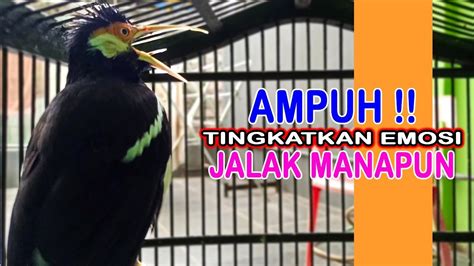 Jalak Suren Gacor Bongkar Isian Ampuh Tingkatkan Emosi Bagus Untuk