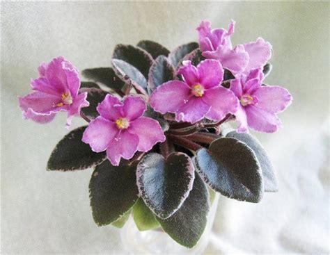 Цветение миниатюрных фиалок Petite Blarney, Jolly Orchid, Hortense’s ...