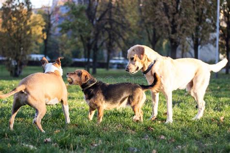 Different Dog Breeds Have Fun Together Stock Image Image Of Humor