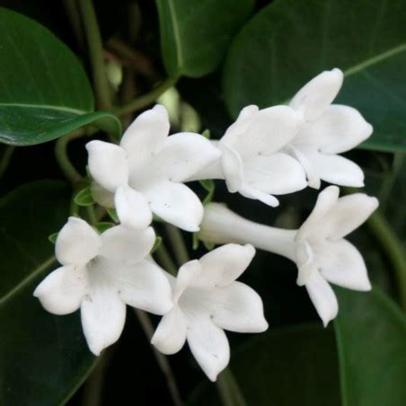 Graines De Jasmin De Madagascar Semences De Stephanotis Floribunda