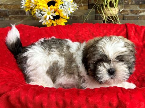 Shih Tzu-DOG-Male-Gold & White-4101280-Petland Katy