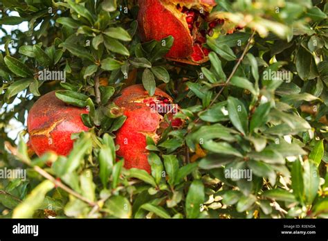 Grenadine Fruit Stock Photos And Grenadine Fruit Stock Images Alamy