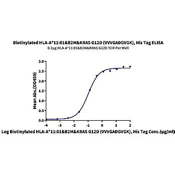 Biotinylated Human HLA A 11 01 B2M KRAS G12D VVVGADGVGK Monomer