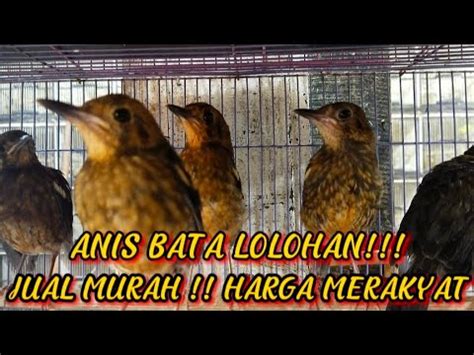 Jual Murah Anis Lolohan Update Harga Terbaru Di Pasar Burung Pramuka