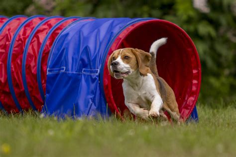 Agility mit dem Hund Voraussetzungen Geräte zooplus