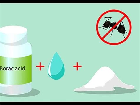 Carpenter Ants Boric Acid Sugar Recipe | Bryont Blog