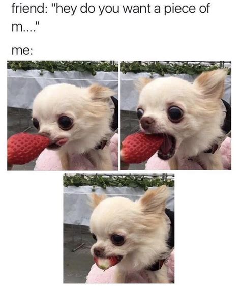 100 Chihuahua Memes Thatll Make You Laugh Harder Than You Should Funny