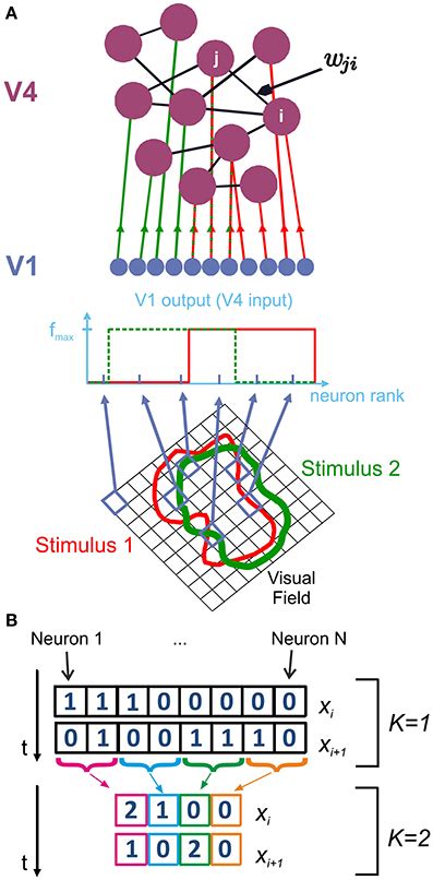 Network Structure And Analysis Of Spike Patterns We Model V4