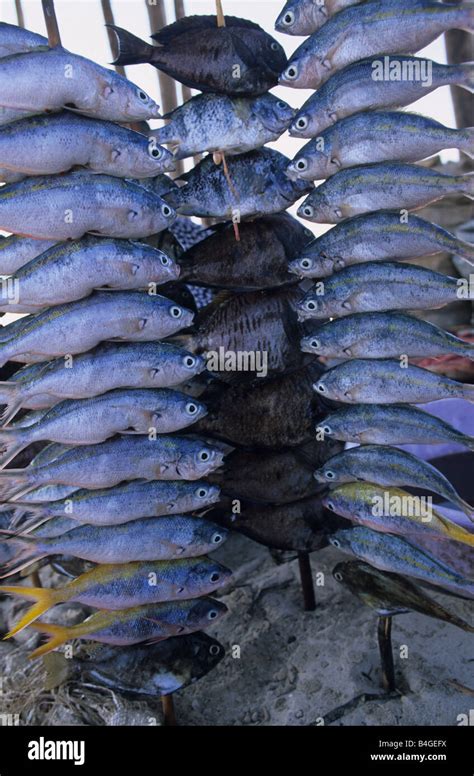 smoking fish  res stock photography  images alamy