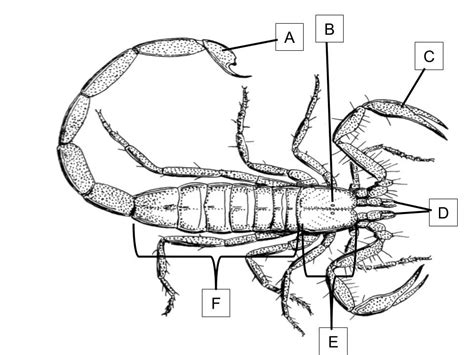 Subphylum Chelicerata Diagram | Quizlet